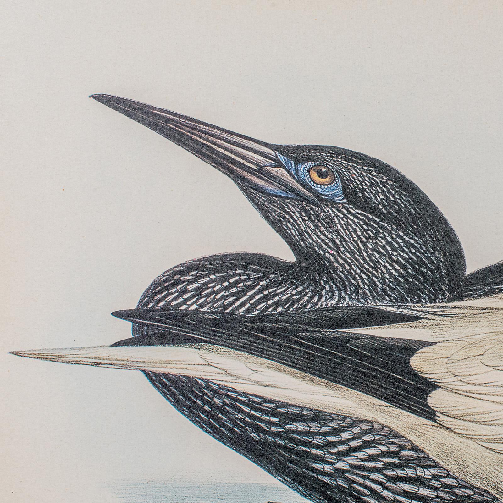 Pair Of Antique Bird Prints, Englisch, Gerahmt, Kunst, Bild, Natur, Edwardian im Angebot 3