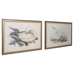 Pair Of Antique Bird Prints, English, Framed, Art, Picture, Nature, Edwardian