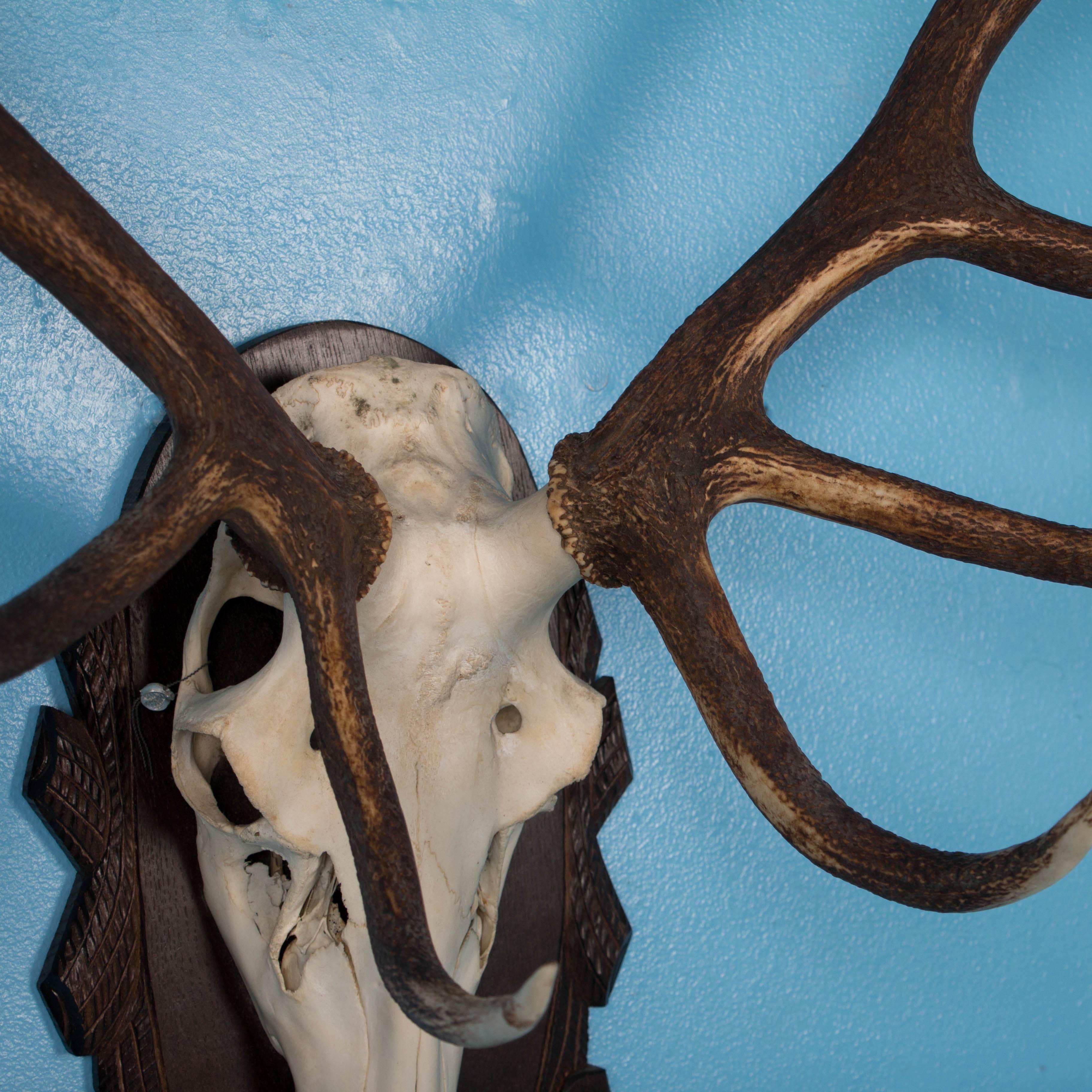 Pair of Antique Black Forest Red Deer Antler Mounts In Good Condition In Round Top, TX