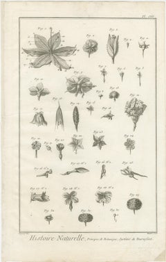 Pair of Antique Botanical Engravings, Tournefort & Linnæus Systems, ca. 1770