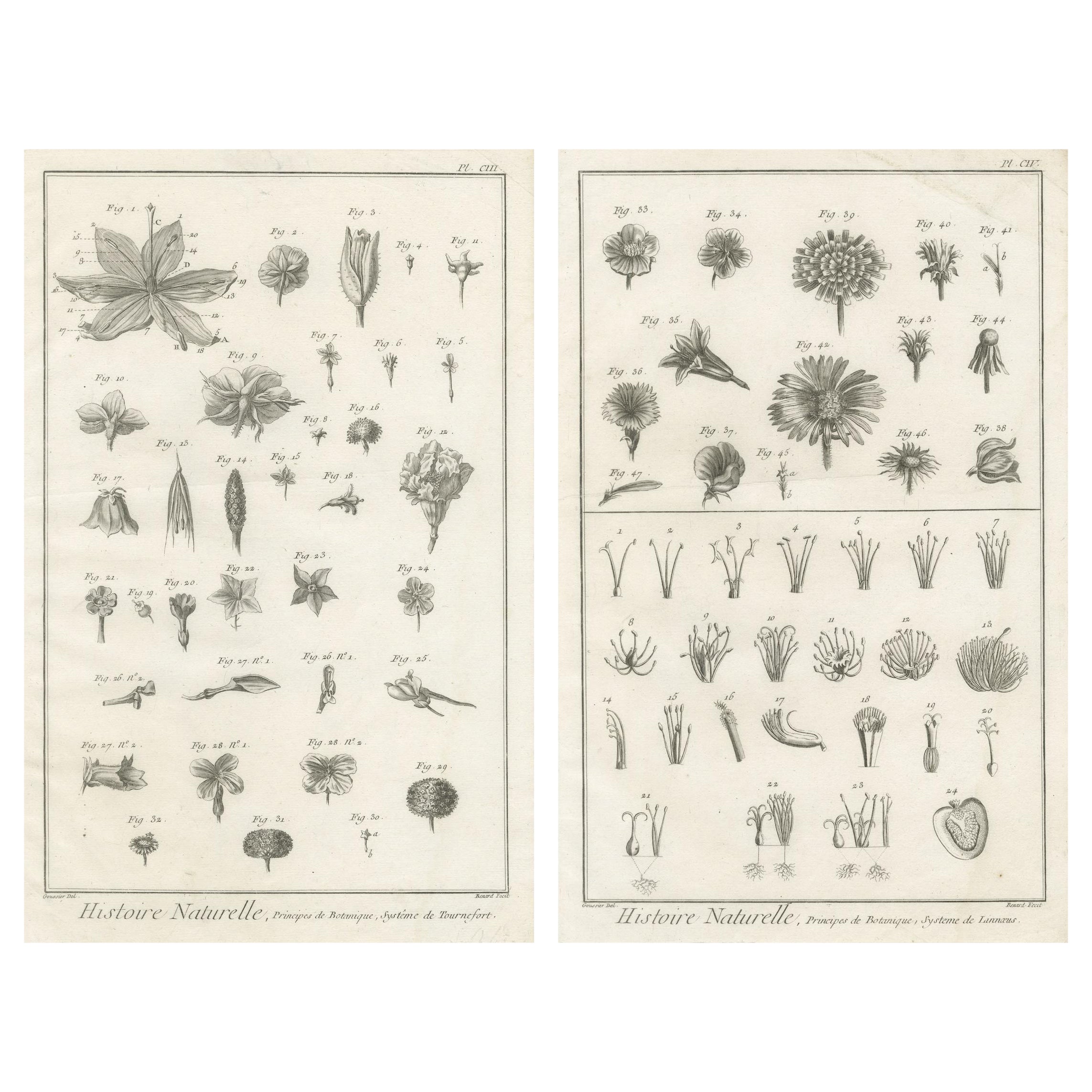 Paire de gravures botaniques anciennes, systèmes Tournefort et Linnæus, vers 1770