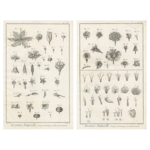 Pair of Antique Botanical Engravings, Tournefort & Linnæus Systems, ca. 1770