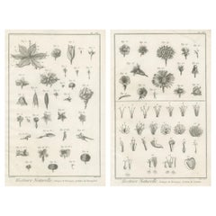 Paire de gravures botaniques anciennes, systèmes Tournefort et Linnæus, vers 1770