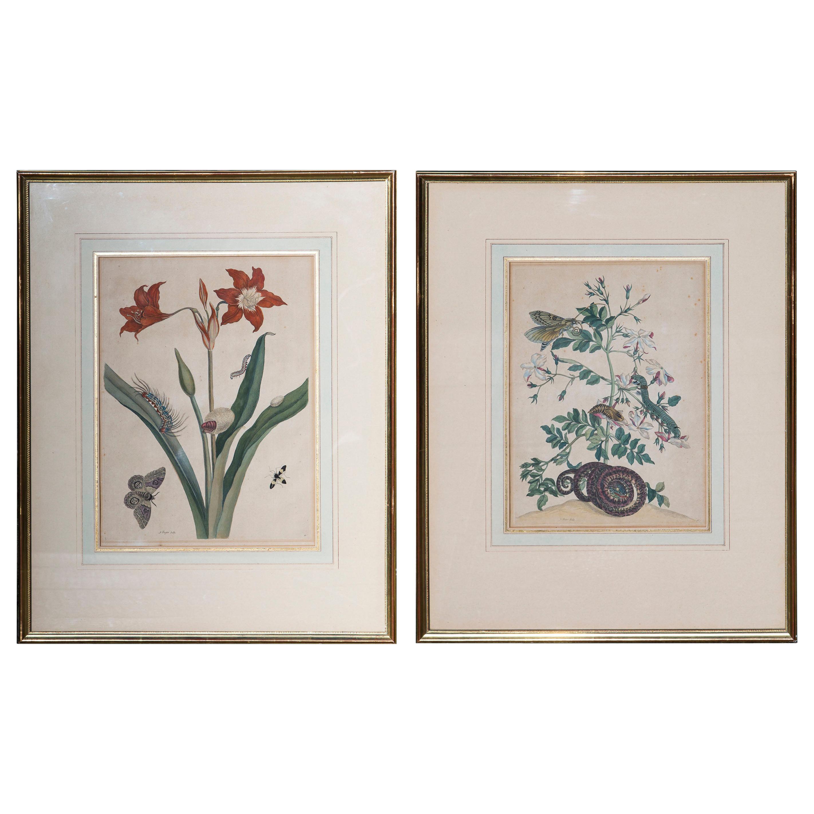 Pair of Antique Botanical Prints, by Maria Sibylla Merian, 18th Century 3