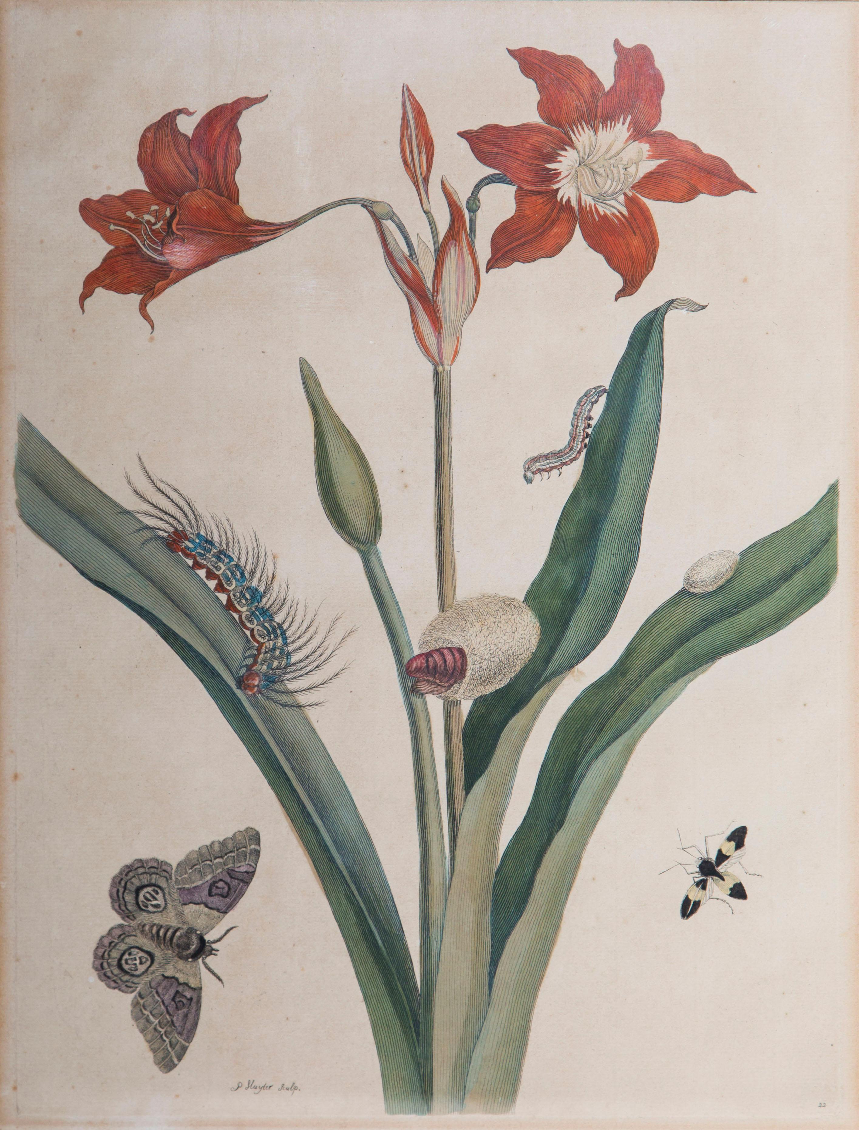 A fine pair of exceptional quality early 18th century hand-colored engravings of plants and insects from Dissertatio de Generatione et Metamorphosibus Insectorum Surinamensium, Amsterdam, 1705, plates 22 and 46.

Engraved by Pieter Sluyter after