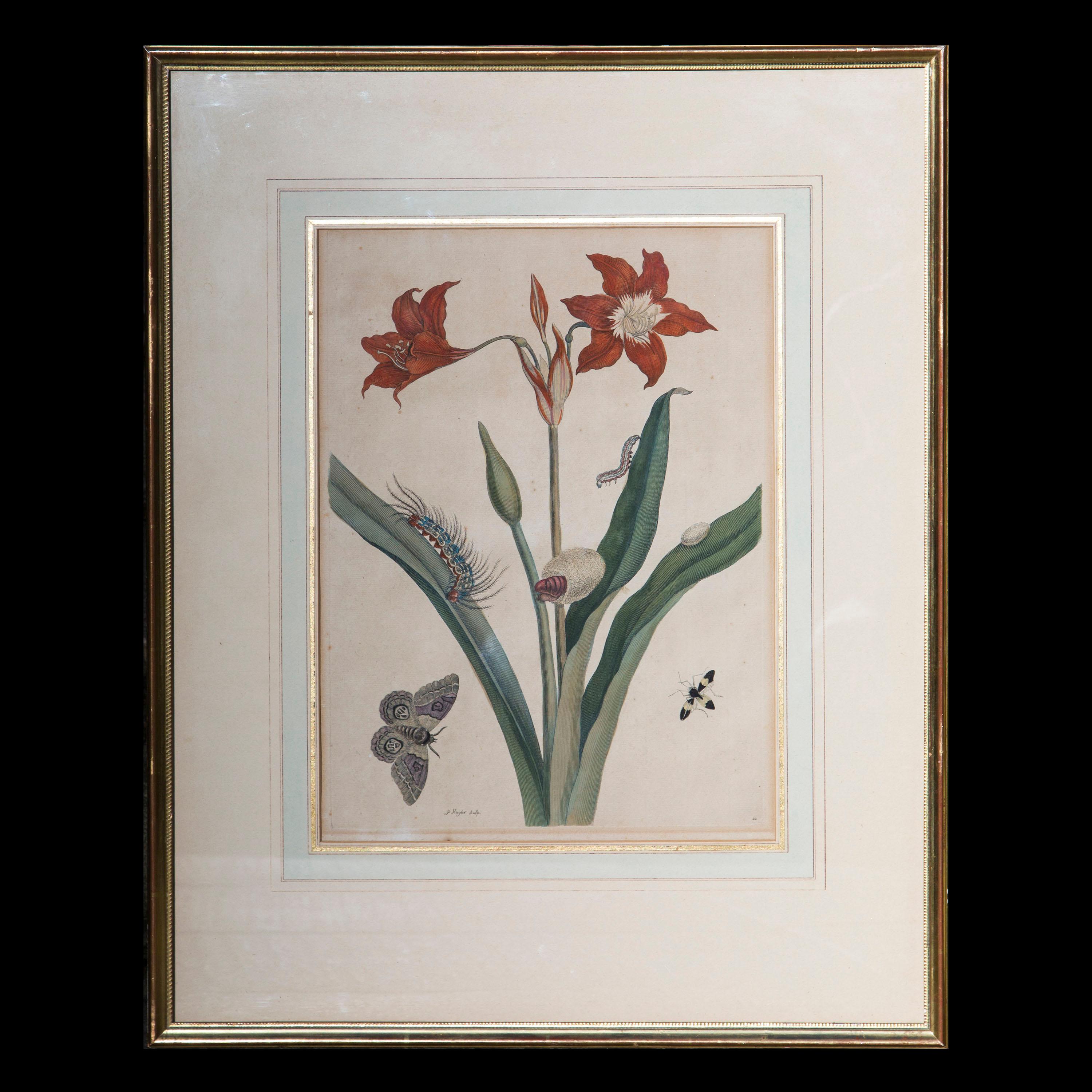 Georgian Pair of Antique Botanical Prints, by Maria Sibylla Merian, 18th Century