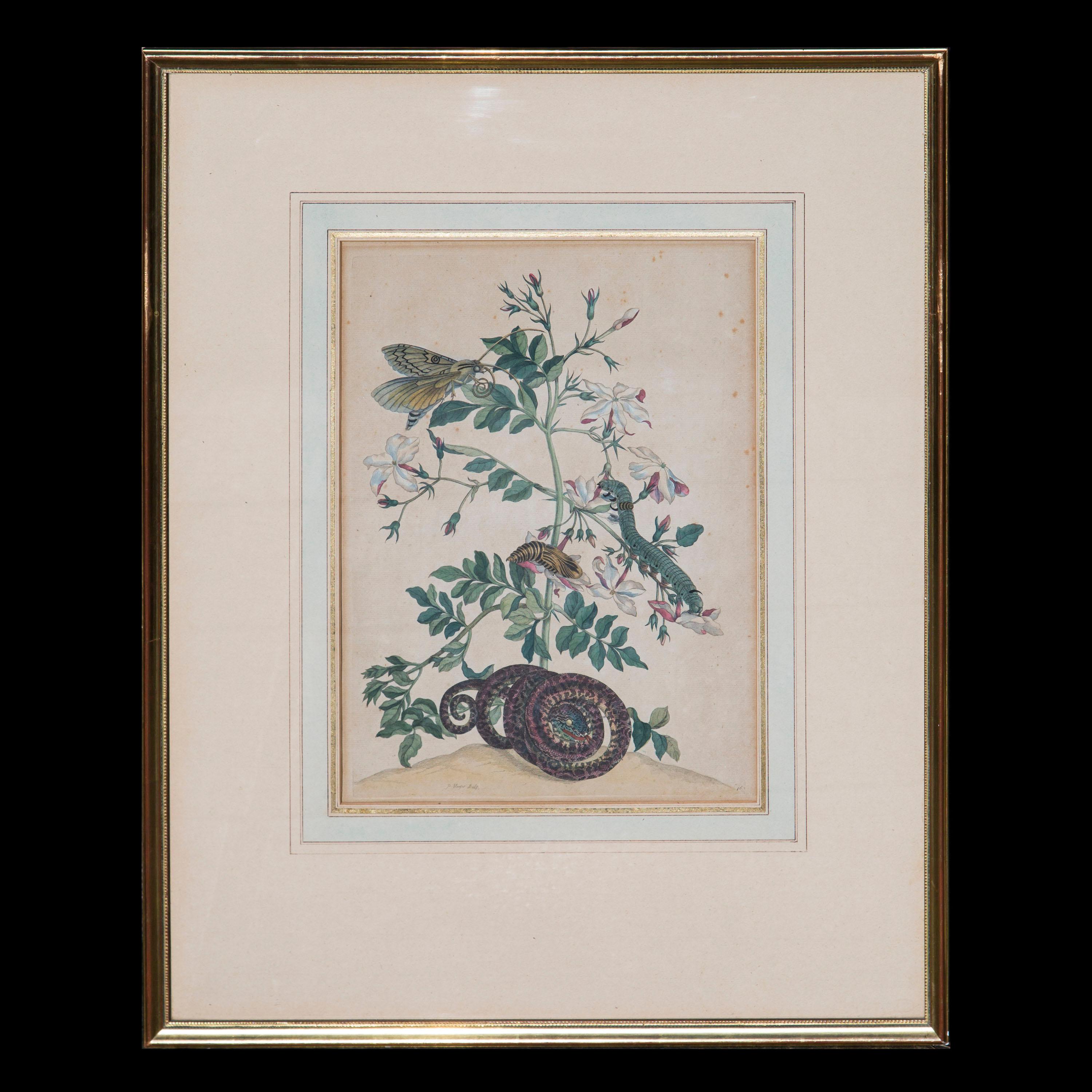 Dutch Pair of Antique Botanical Prints, by Maria Sibylla Merian, 18th Century