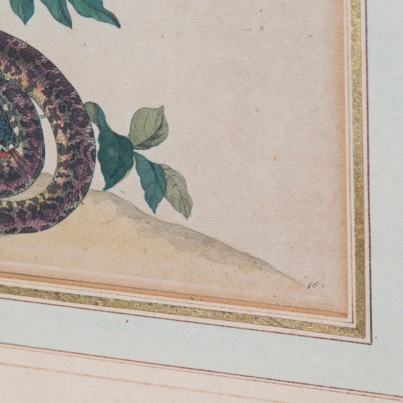 Paper Pair of Antique Botanical Prints, by Maria Sibylla Merian, 18th Century