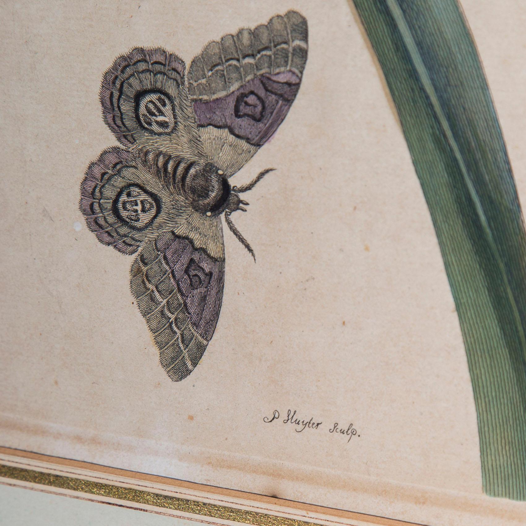 Pair of Antique Botanical Prints, by Maria Sibylla Merian, 18th Century 1