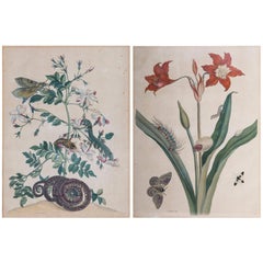 Pair of Antique Botanical Prints, by Maria Sibylla Merian, 18th Century