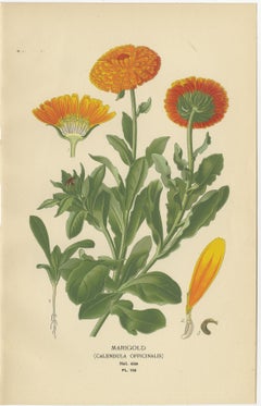 Pair of Antique Botanical Prints: Marigold & Gazania Splendens, 1897