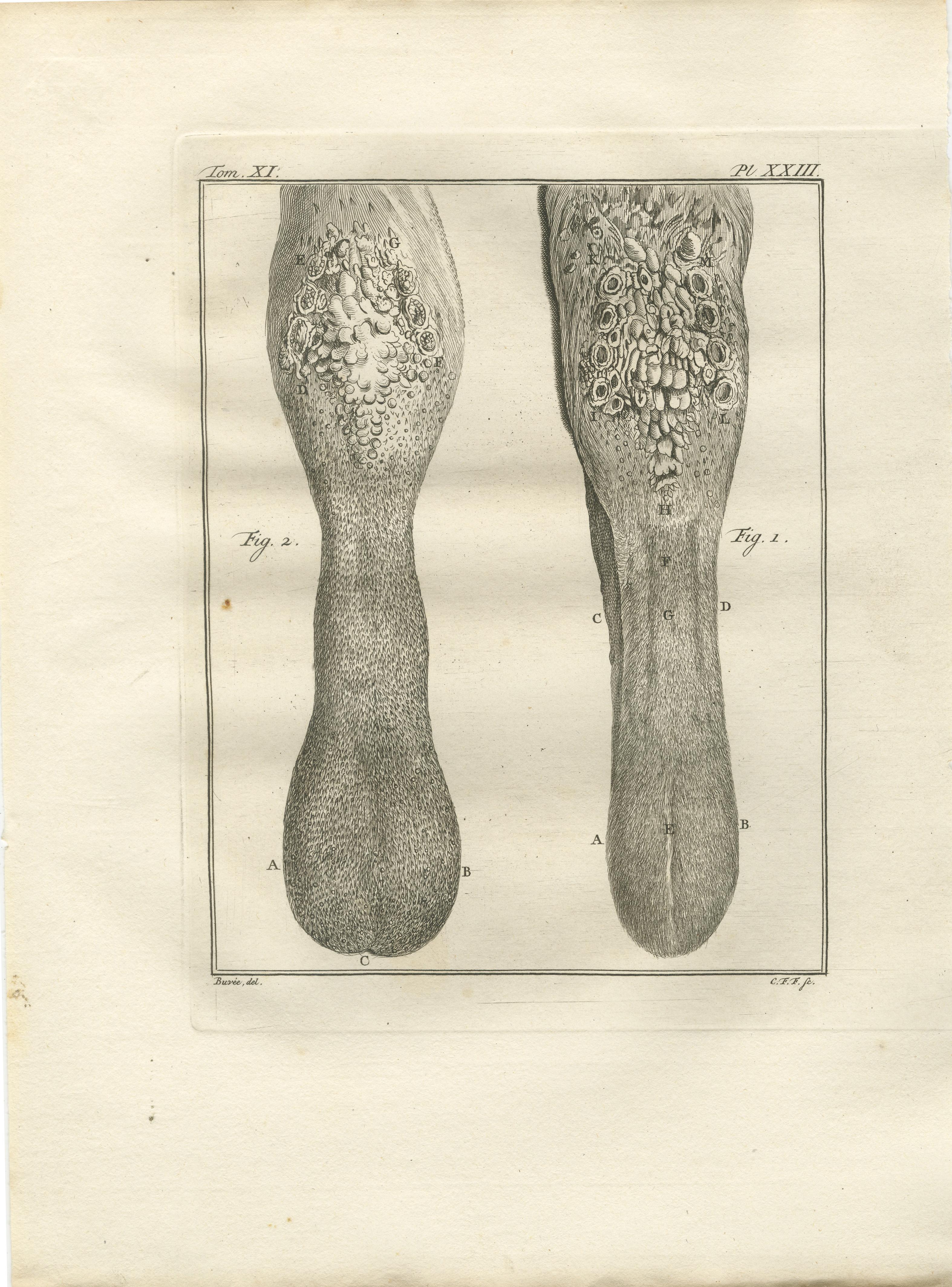 Paar antike Kamel-Anatomie-Stiche, Buffon Wissenschaftliche Tafeln 1769

Dieses raffinierte Paar anatomischer Stiche von Kamelen aus dem 18. Jahrhundert stammt aus der niederländischen Ausgabe von Buffons berühmter Histoire Naturelle, die in