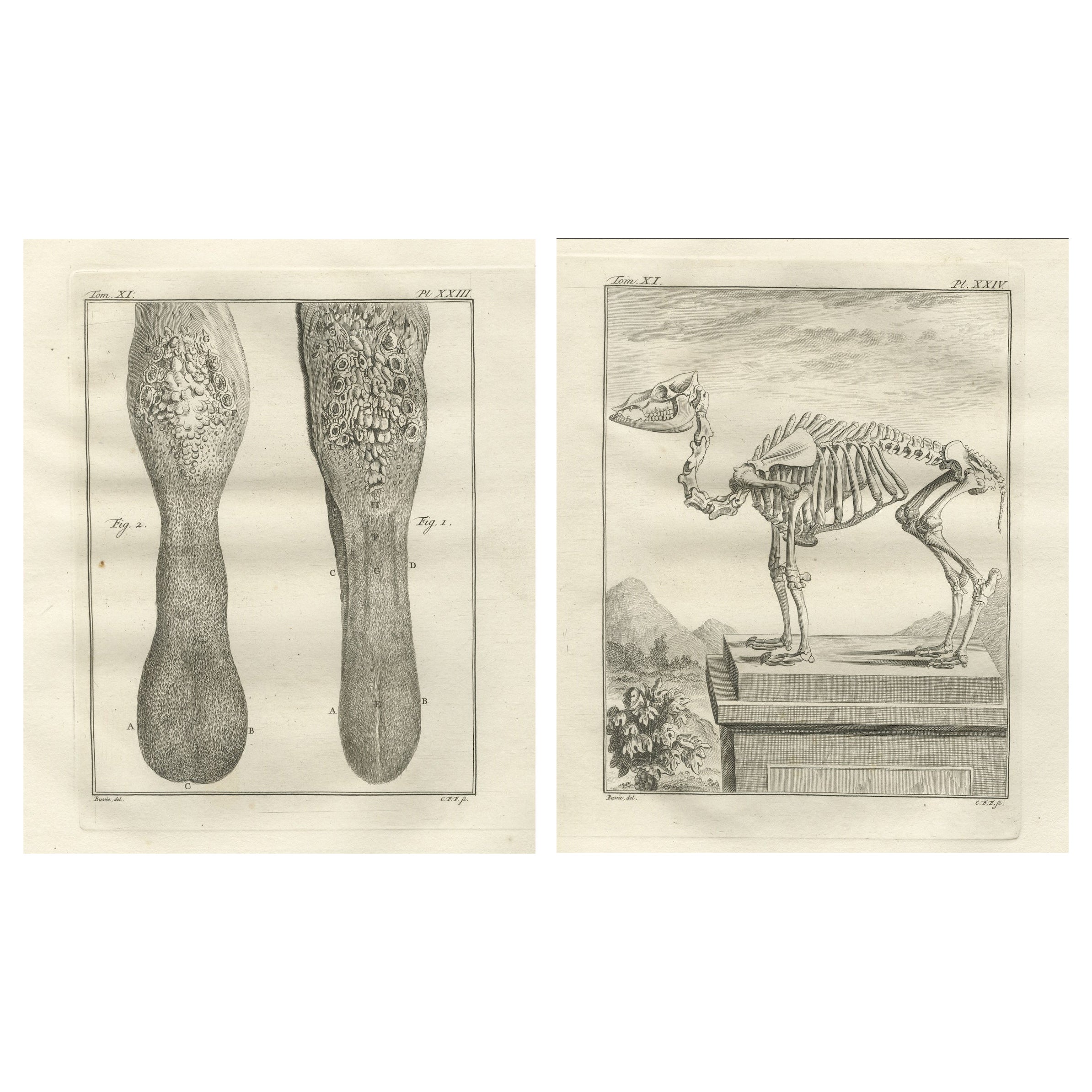 Paire de gravures anciennes sur l
anatomie du chameau, planches scientifiques de Buffon 1769