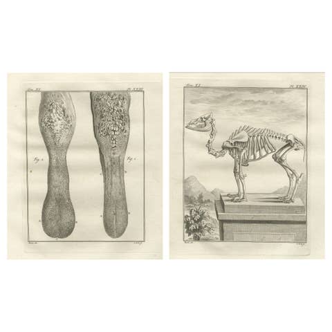 Pair of Antique Camel Anatomy Engravings, Buffon Scientific Plates 1769