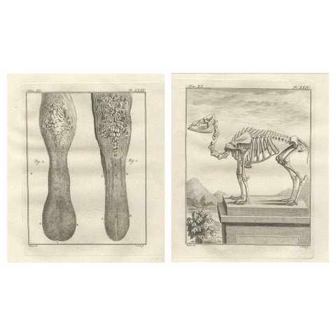 Pair of Antique Camel Anatomy Engravings, Buffon Scientific Plates 1769
