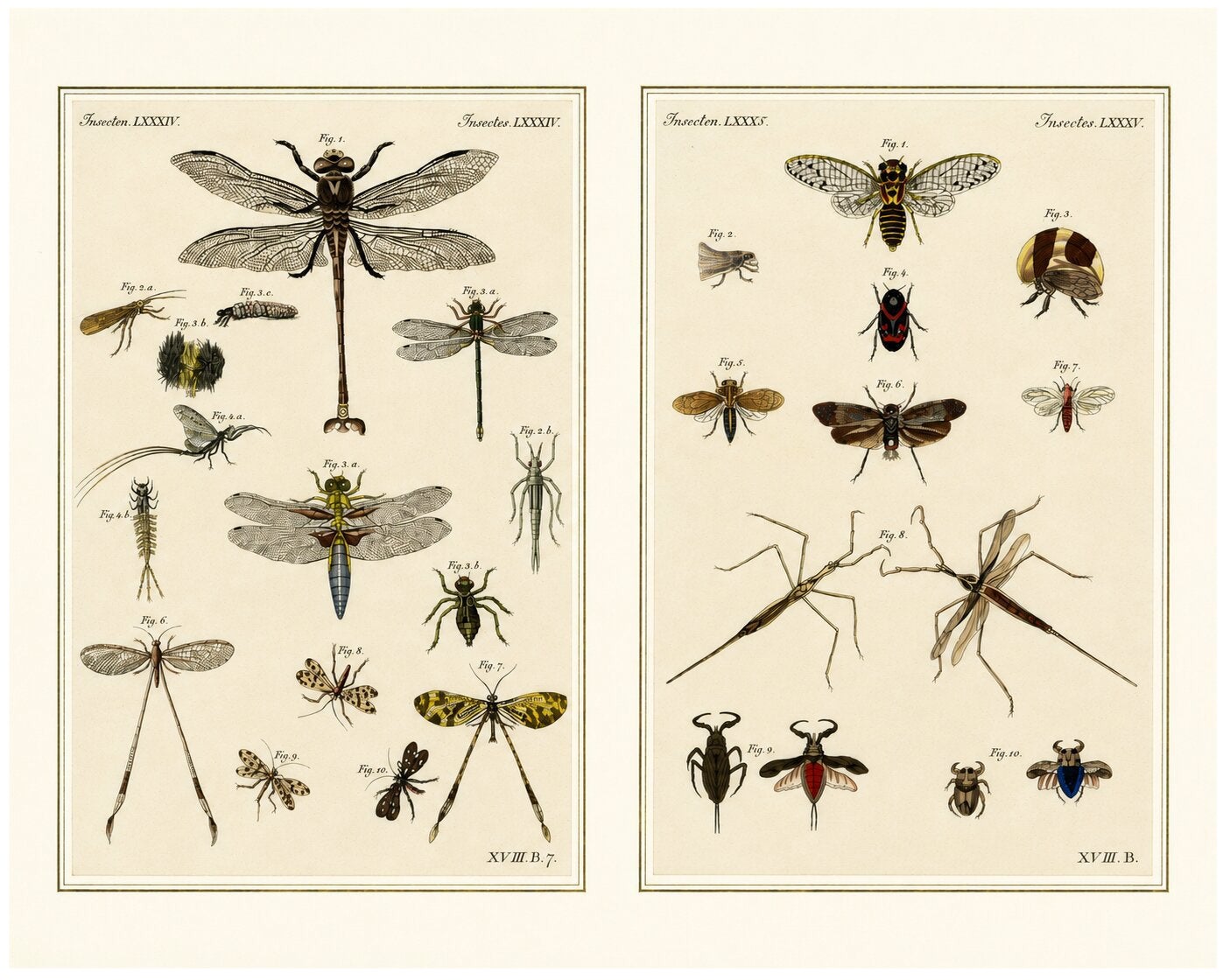 Pair of Antique Dragonfly, Cicada & Exotic Insect Engravings – Bertuch, c.1815