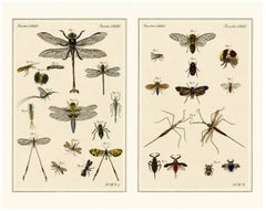 Pair of Antique Dragonfly, Cicada & Exotic Insect Engravings – Bertuch, c.1815