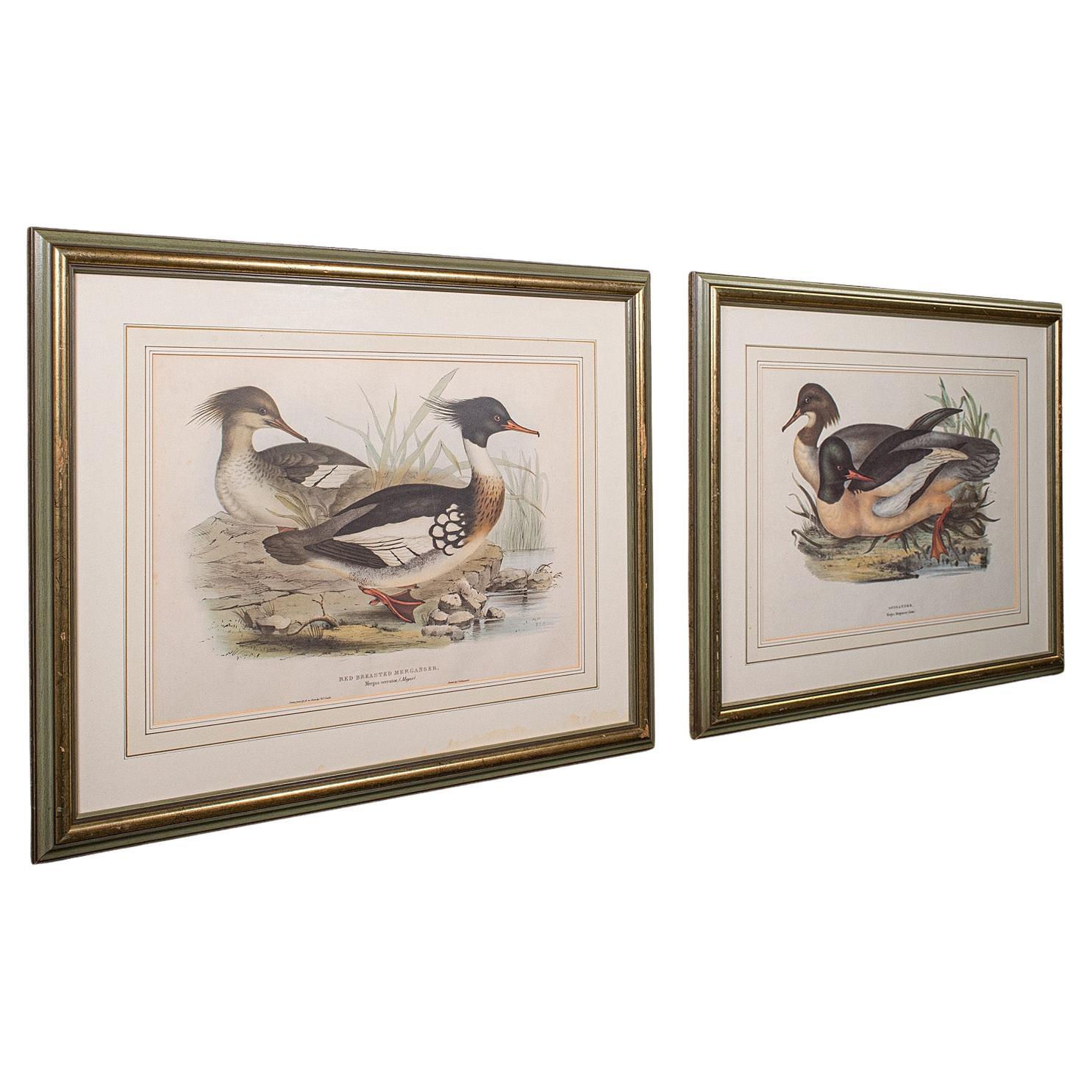 Coppia di quadri antichi di anatre, stampe di animali selvatici incorniciate, litografia, epoca vittoriana