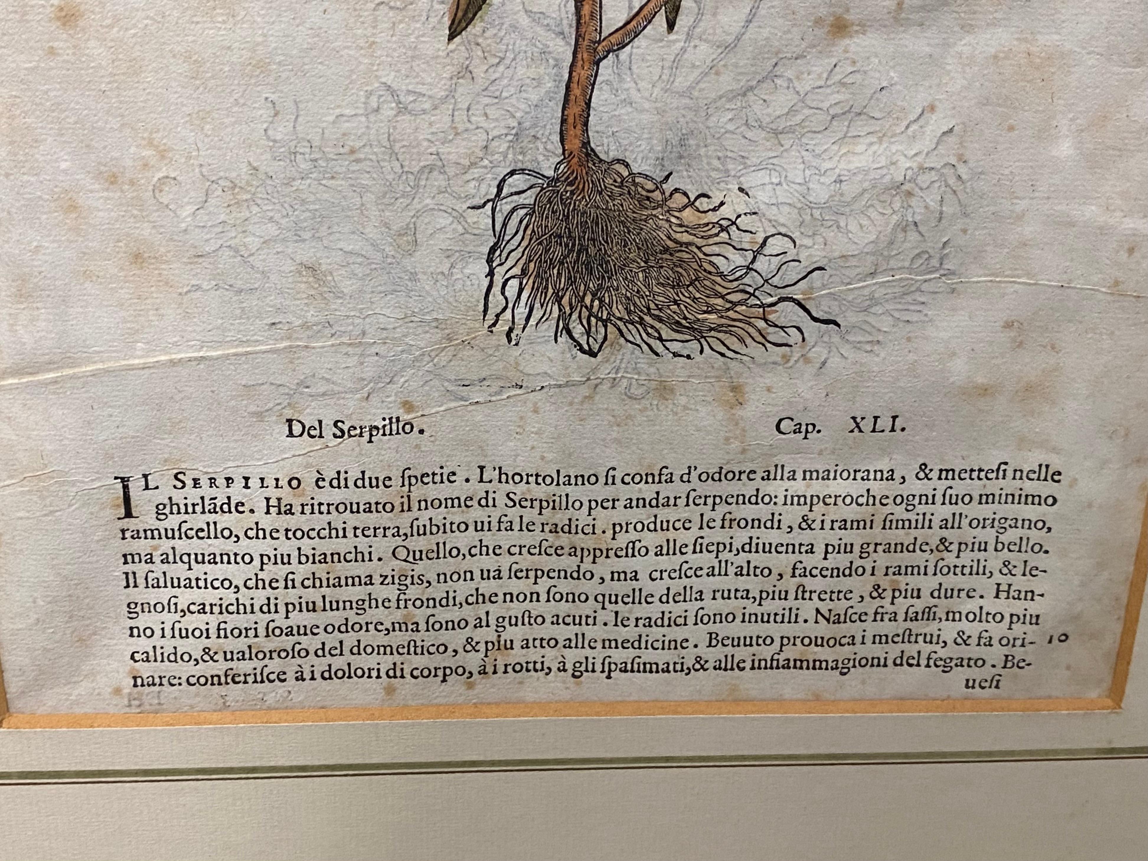 Pair of Antique English Botanical Prints For Sale 1