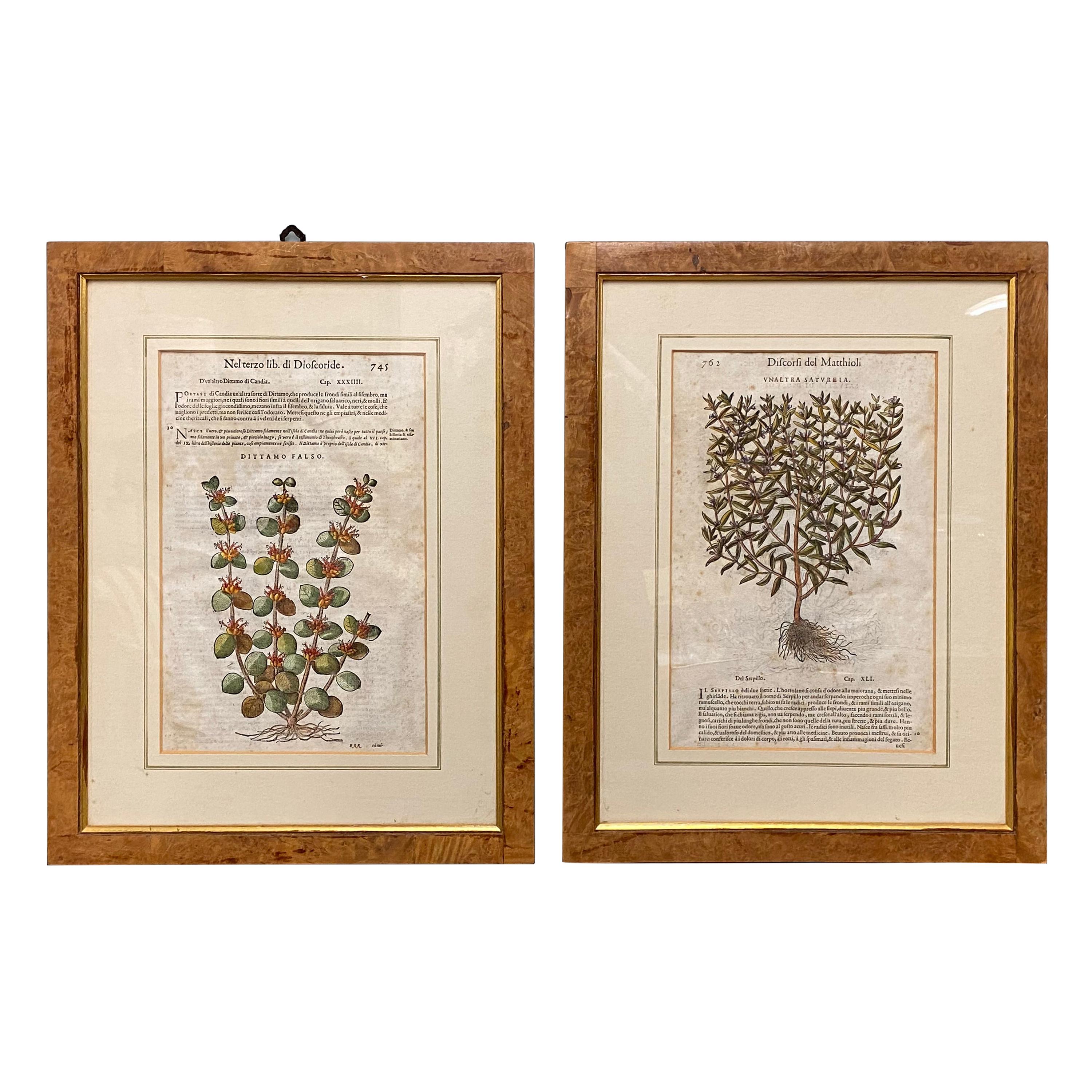 Pair of Antique English Botanical Prints