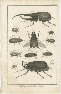 Pair of Antique Engravings of Beetles & Insects from Diderot’s Encyclopédie 1770