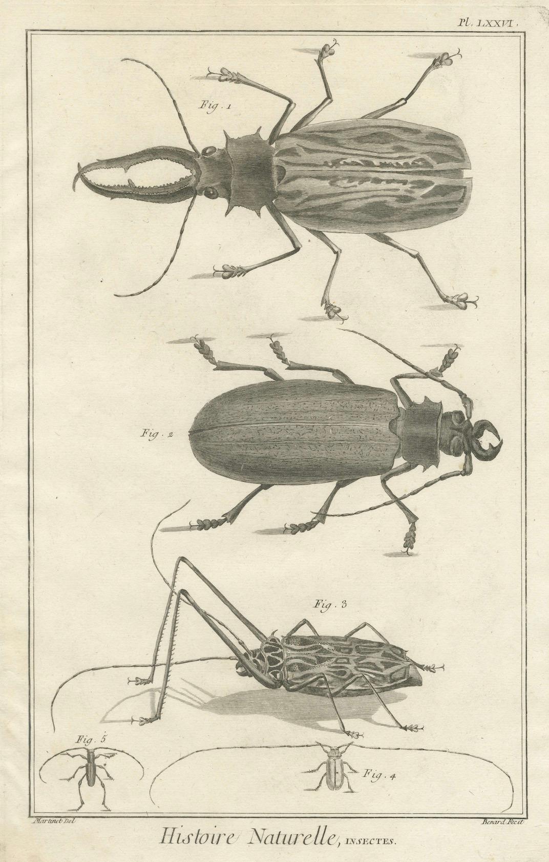 Gravé Paire de gravures anciennes de coléoptères et d'insectes tirées de l'Encyclopédie de Diderot 1770 en vente