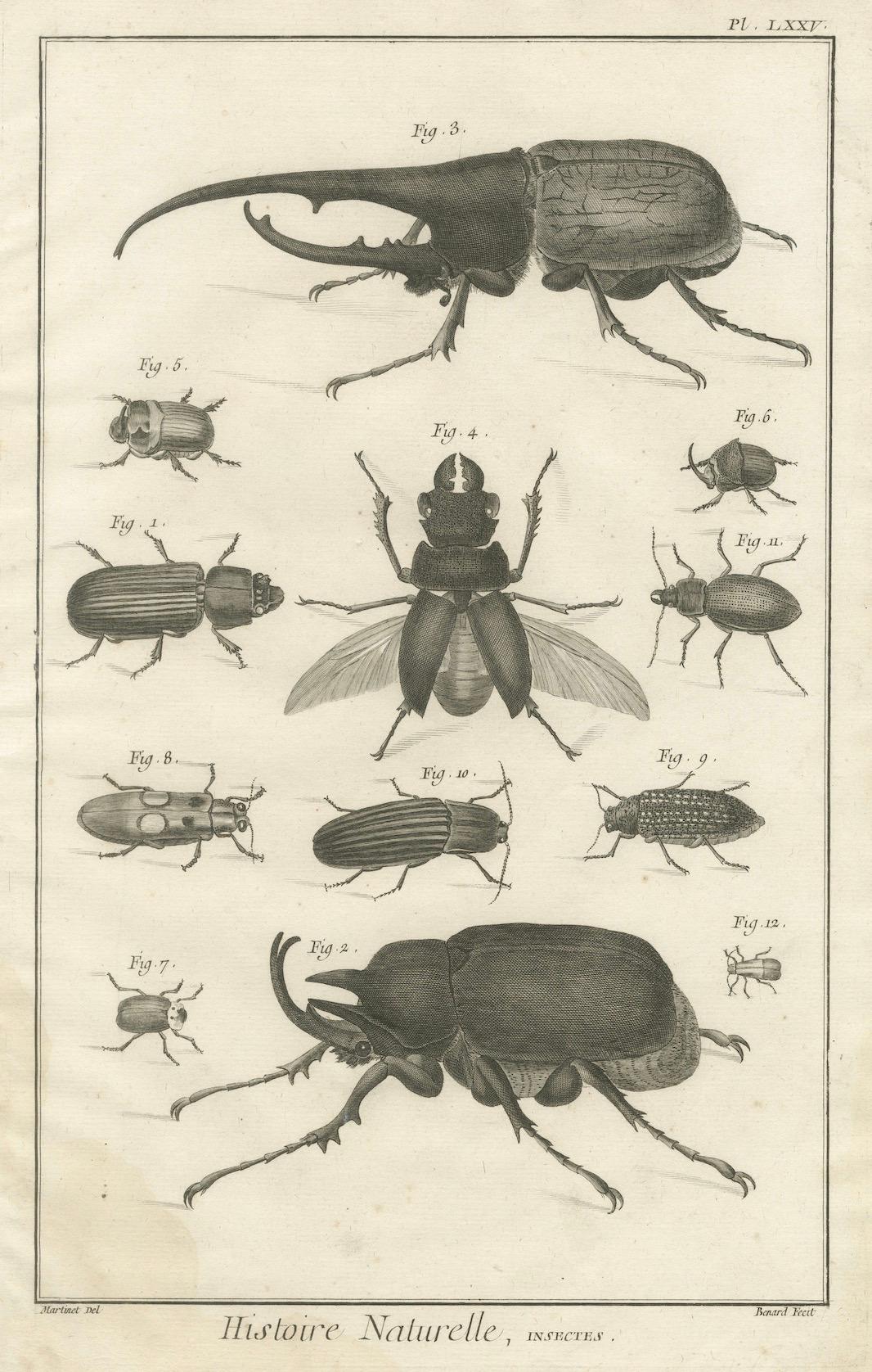 Paire de gravures anciennes de coléoptères et d'insectes tirées de l'Encyclopédie de Diderot 1770 Bon état - En vente à Langweer, NL