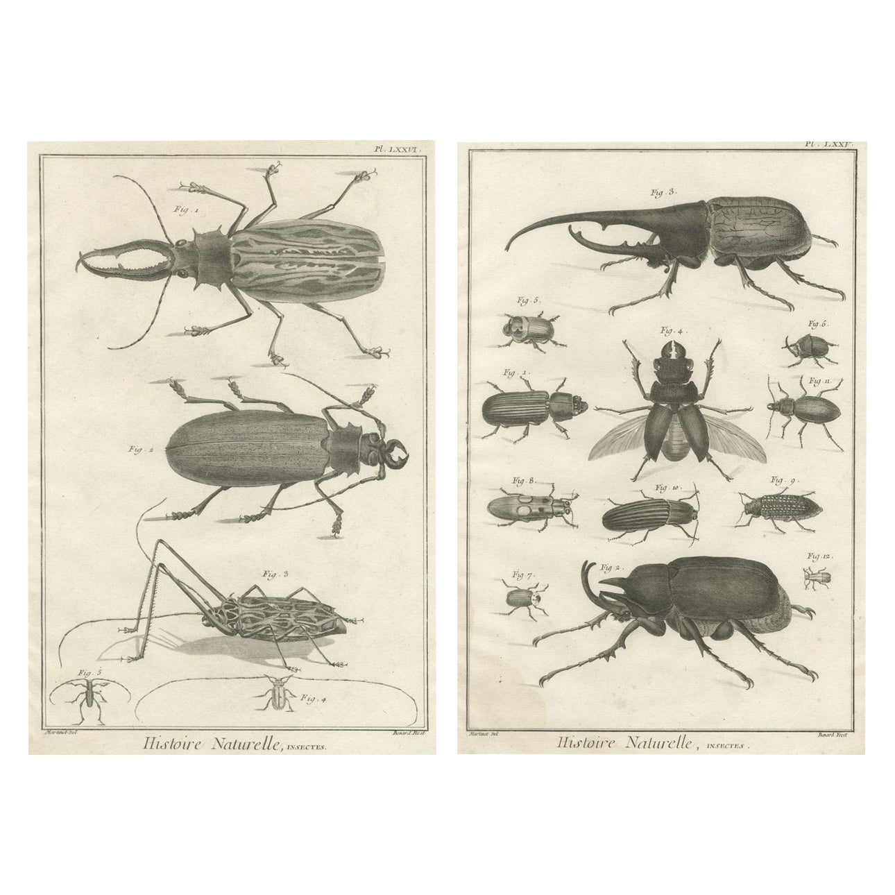 Paire de gravures anciennes de coléoptères et d'insectes tirées de l'Encyclopédie de Diderot 1770 en vente