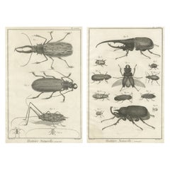 Pair of Antique Engravings of Beetles & Insects from Diderot’s Encyclopédie 1770