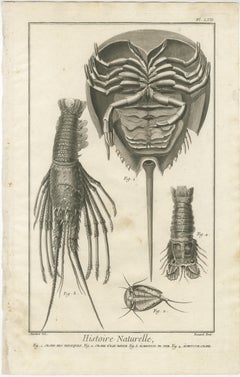 Pair of Antique Engravings of Crabs - Diderot & d’Alembert’s Encyclopédie, 1770