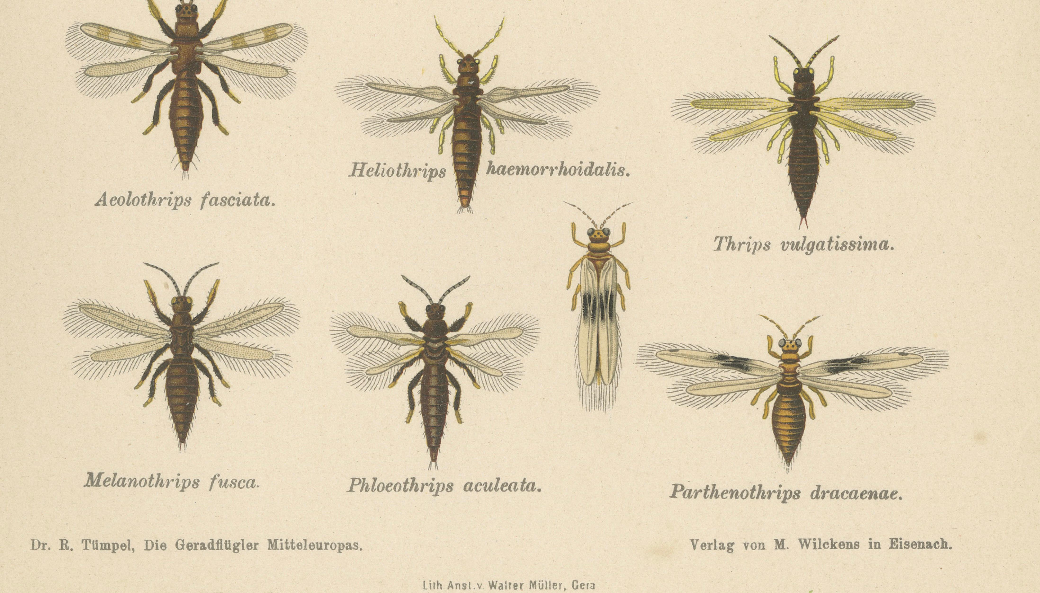 Pair of Antique Entomology Lithographs by Richard Tümpel, Germany 1908