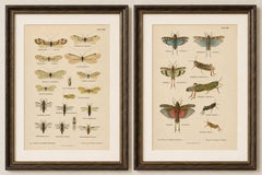 Zwei antike entomologische Lithografien von Richard Tümpel, Deutschland 1908