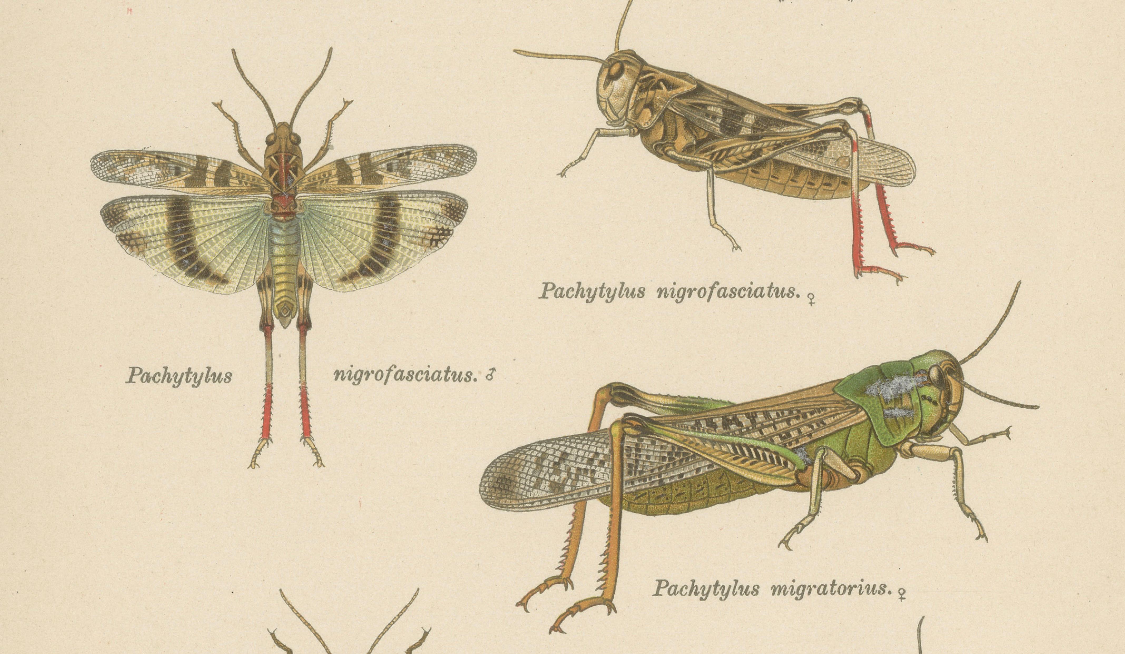 Pair of Antique Entomology Lithographs by Richard Tümpel, Germany 1908
