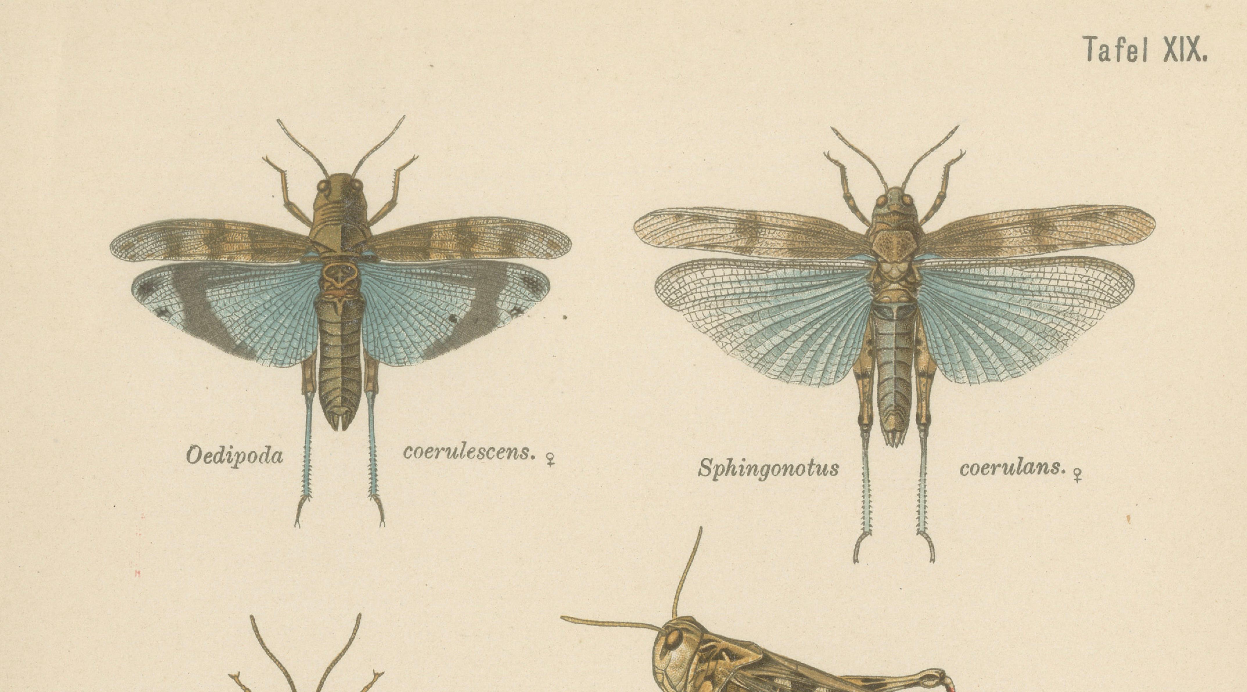 Pair of Antique Entomology Lithographs by Richard Tümpel, Germany 1908