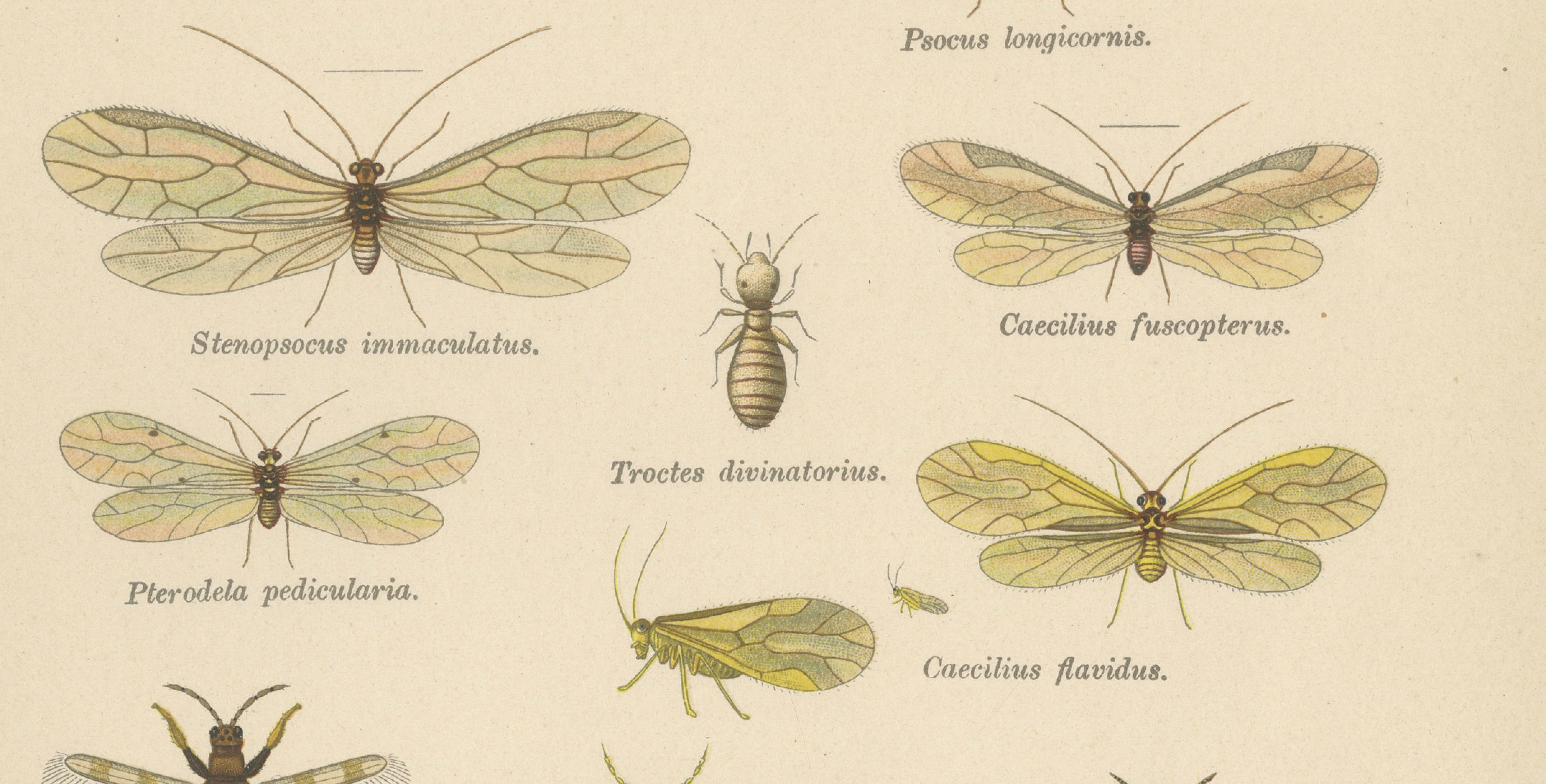 Pair of Antique Entomology Lithographs by Richard Tümpel, Germany 1908