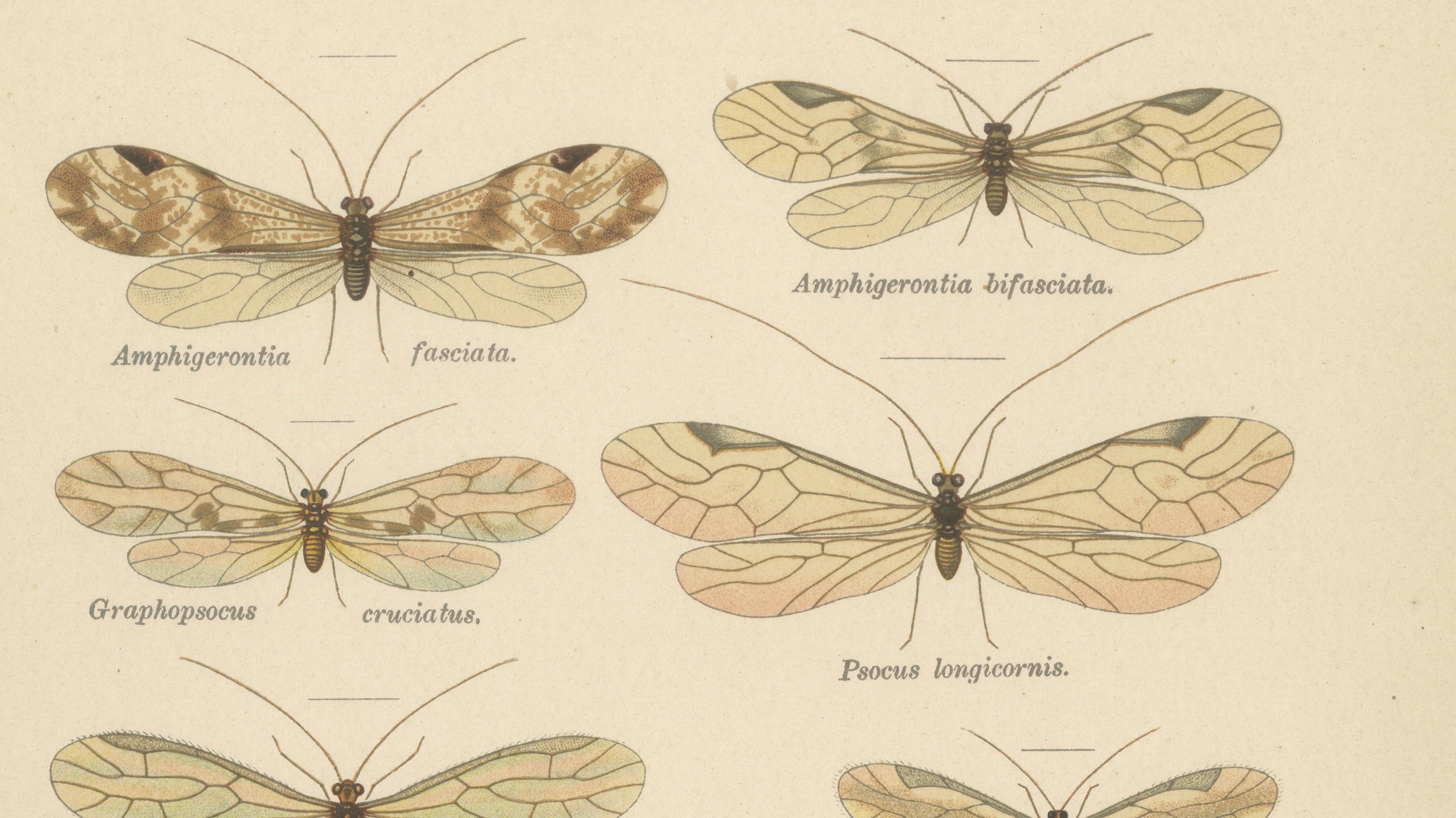 Pair of Antique Entomology Lithographs by Richard Tümpel, Germany 1908