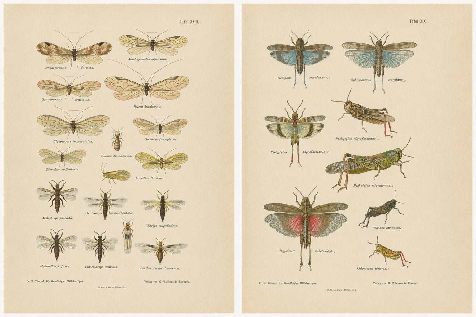 Pair of Antique Entomology Lithographs by Richard Tümpel, Germany 1908 For Sale