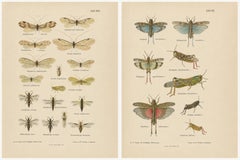 Paire de lithographies anciennes sur l'entomologie, par Richard Tümpel, Allemagne, 1908