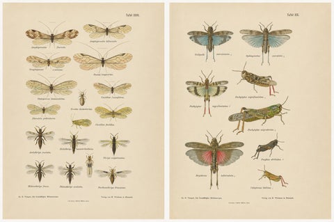 Pair of Antique Entomology Lithographs by Richard Tümpel, Germany 1908