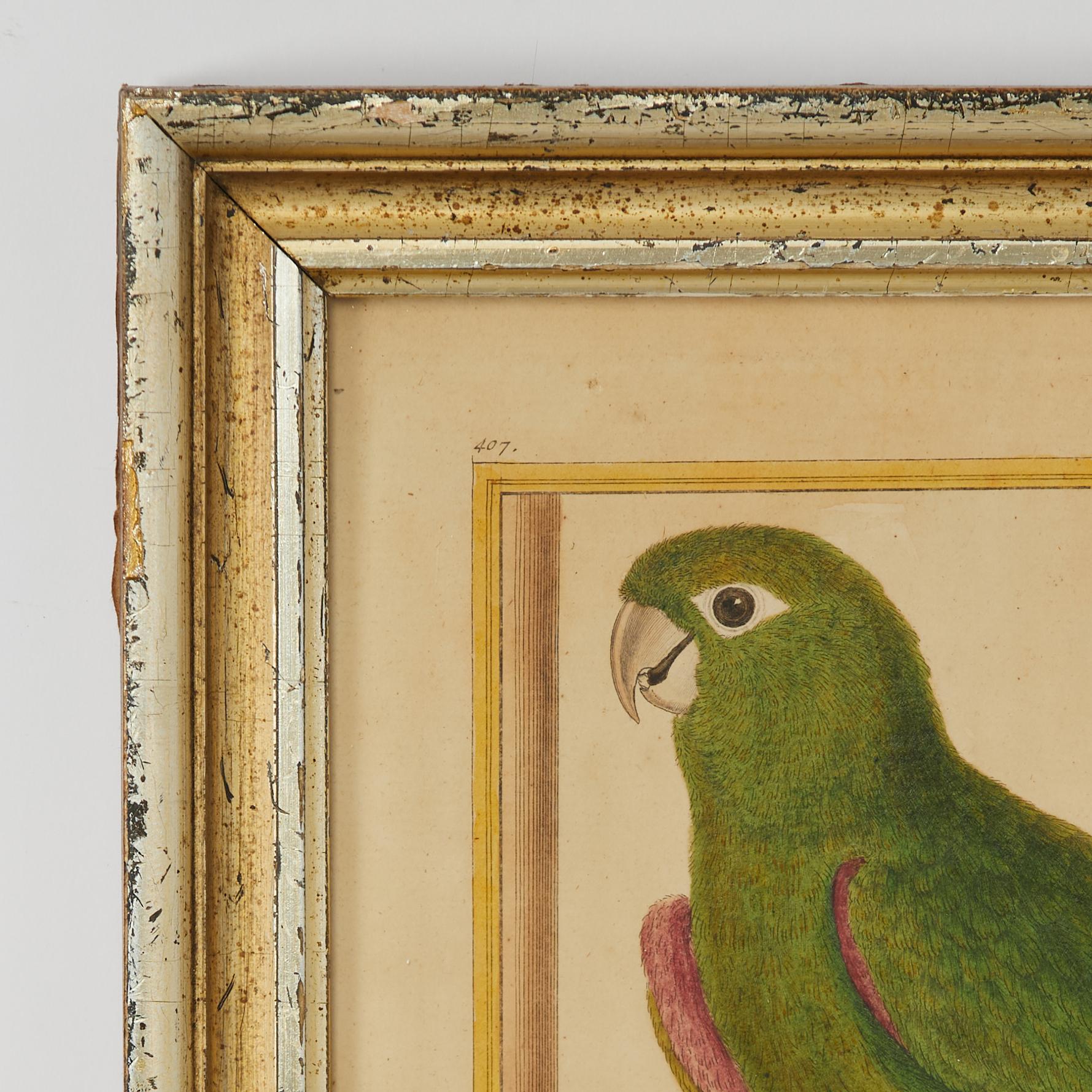 Pair of Antique Framed Hand Colored French Parrot Engraving For Sale 4
