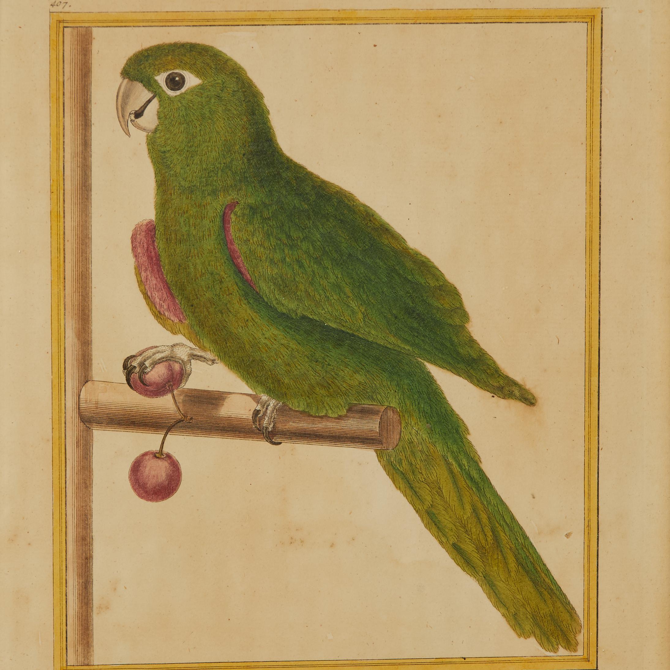 Pair of Antique Framed Hand Colored French Parrot Engraving For Sale 5