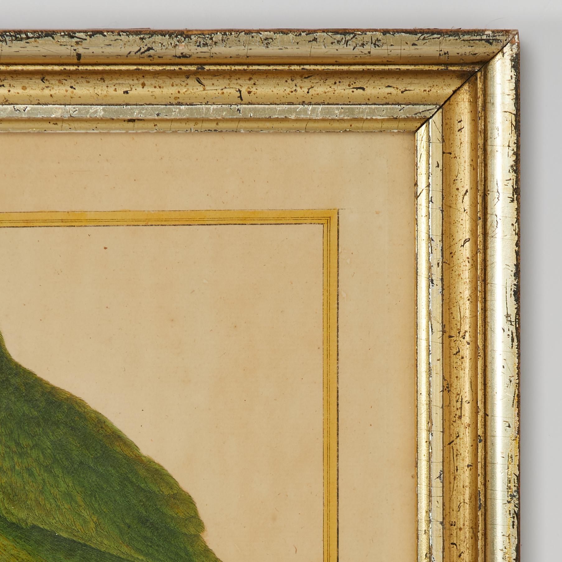 Pair of Antique Framed Hand Colored French Parrot Engraving For Sale 6