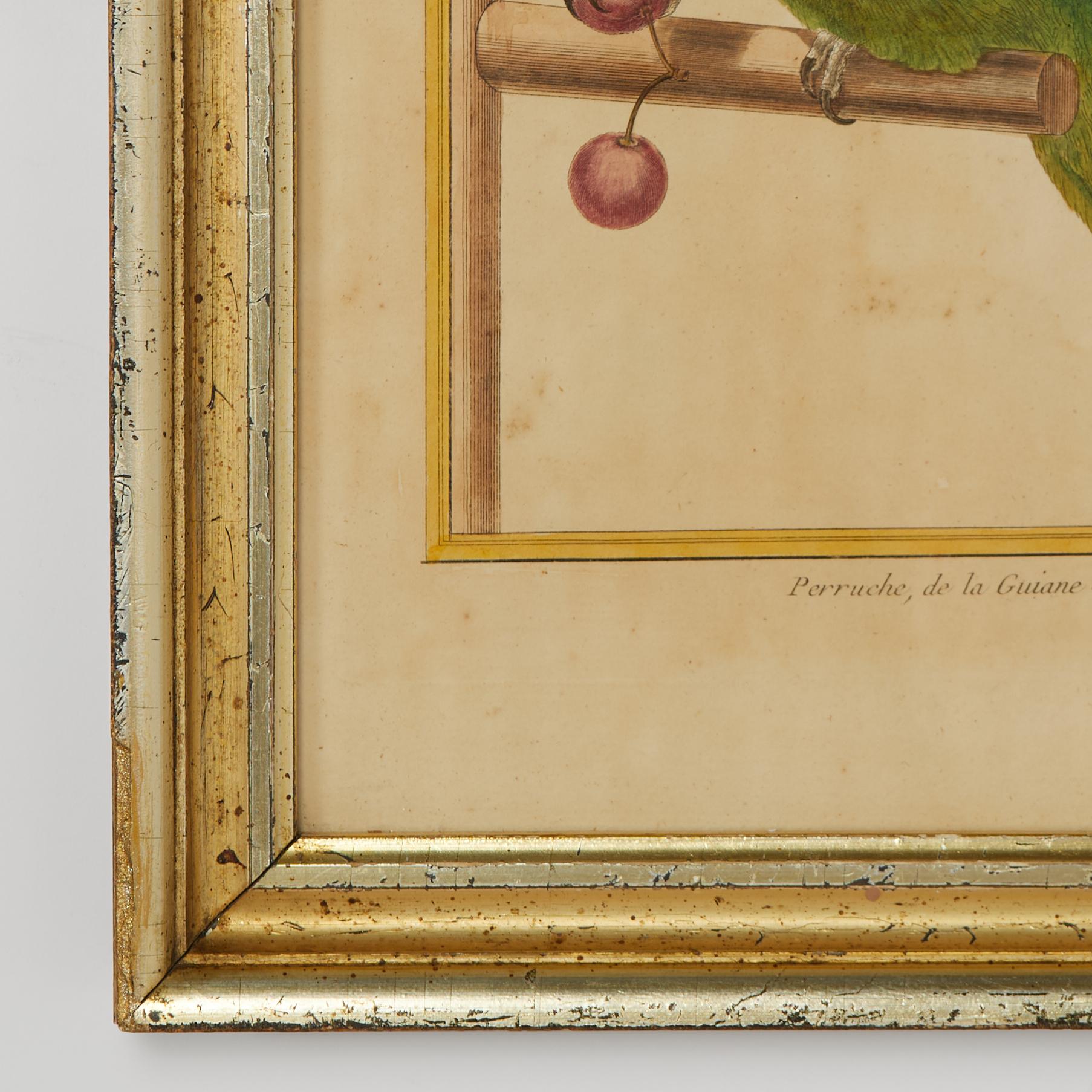 Pair of Antique Framed Hand Colored French Parrot Engraving For Sale 7