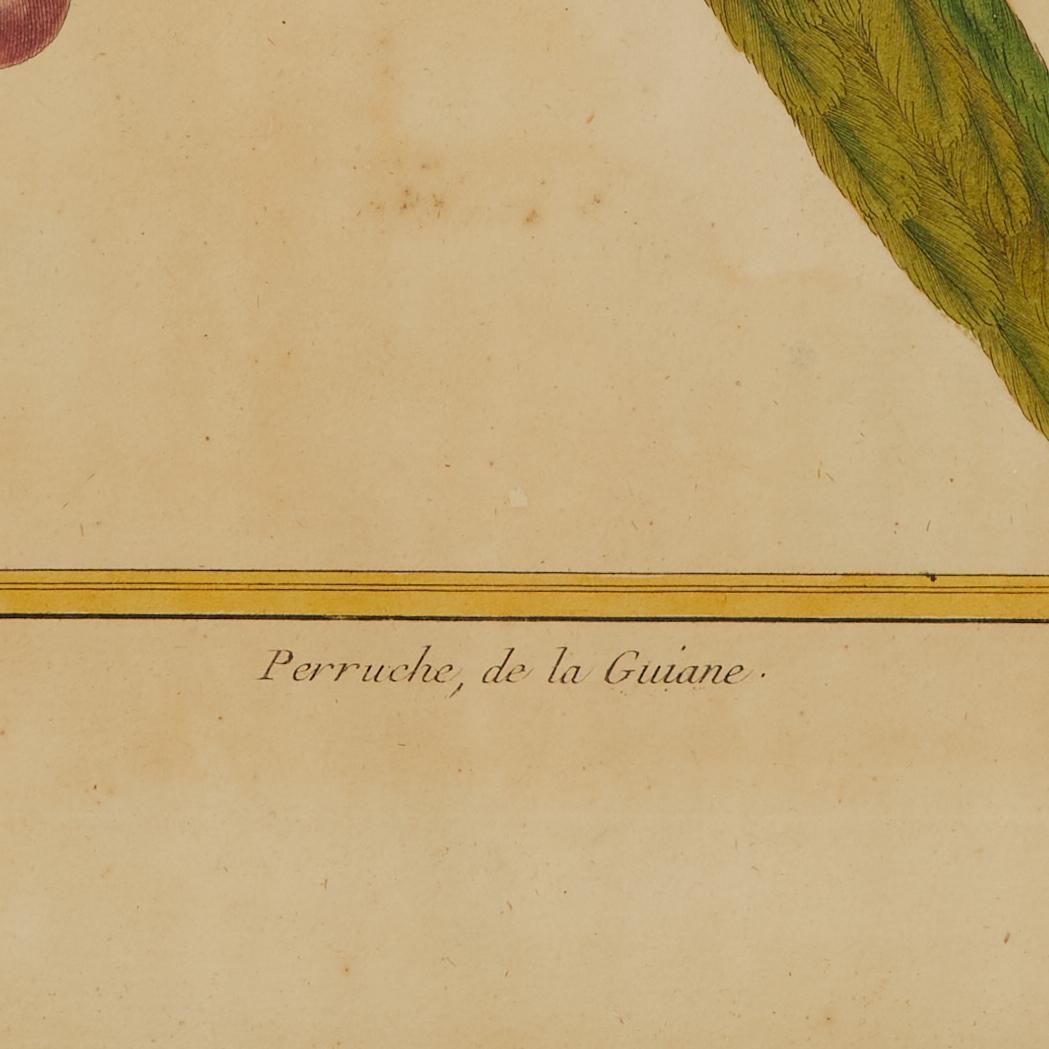 Pair of Antique Framed Hand Colored French Parrot Engraving For Sale 8