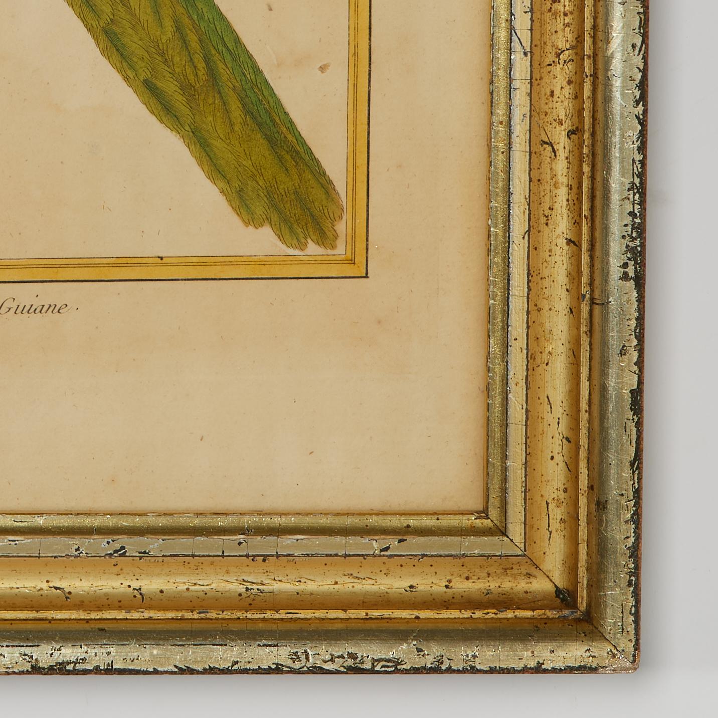 Pair of Antique Framed Hand Colored French Parrot Engraving For Sale 9
