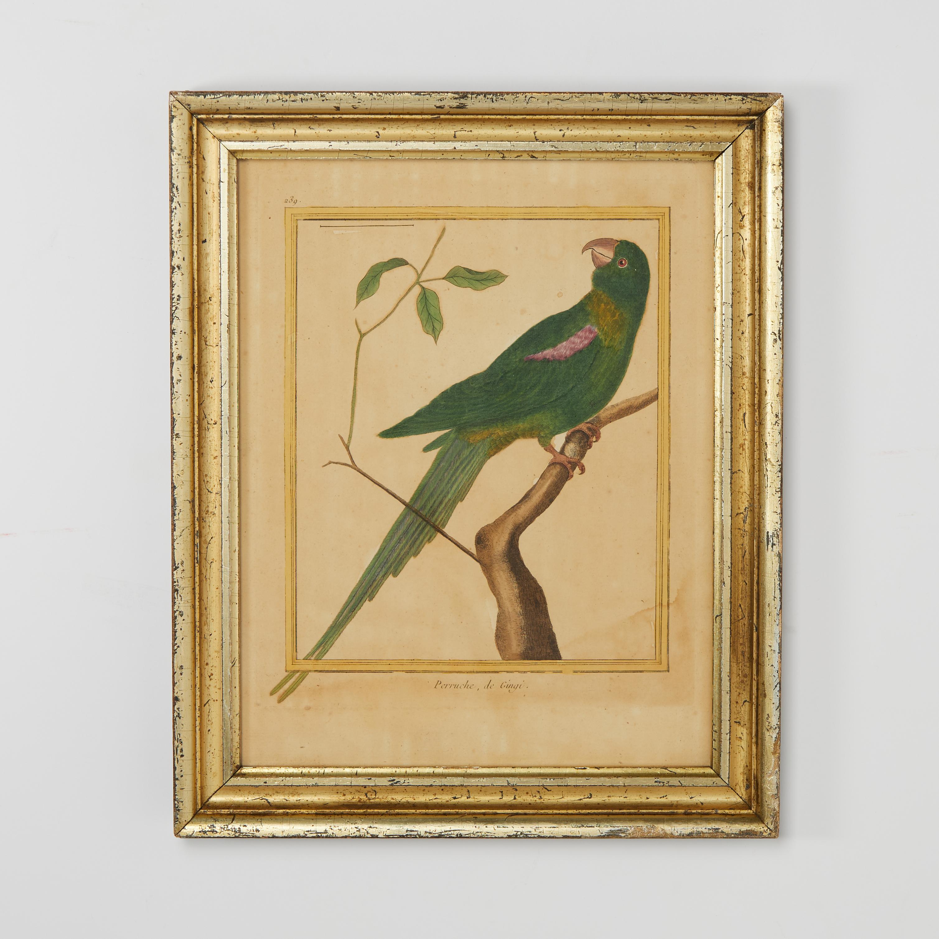 Lofty pair of 18th Century French hand colored engravings of parrots in natural settings as discovered by noted naturalist George Louis Leclerc Comte de Buffon. Presented under glass in 18th century gilt wood frames. 