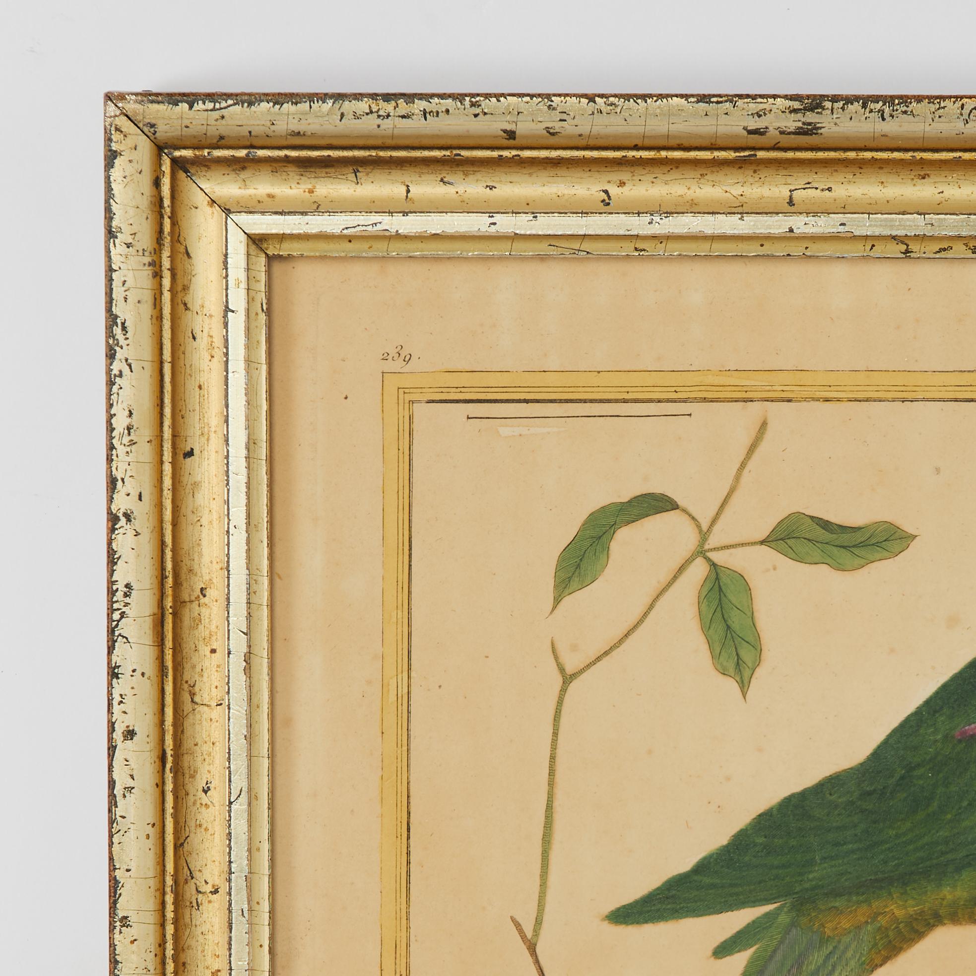 Louis XVI Pair of Antique Framed Hand Colored French Parrot Engraving For Sale