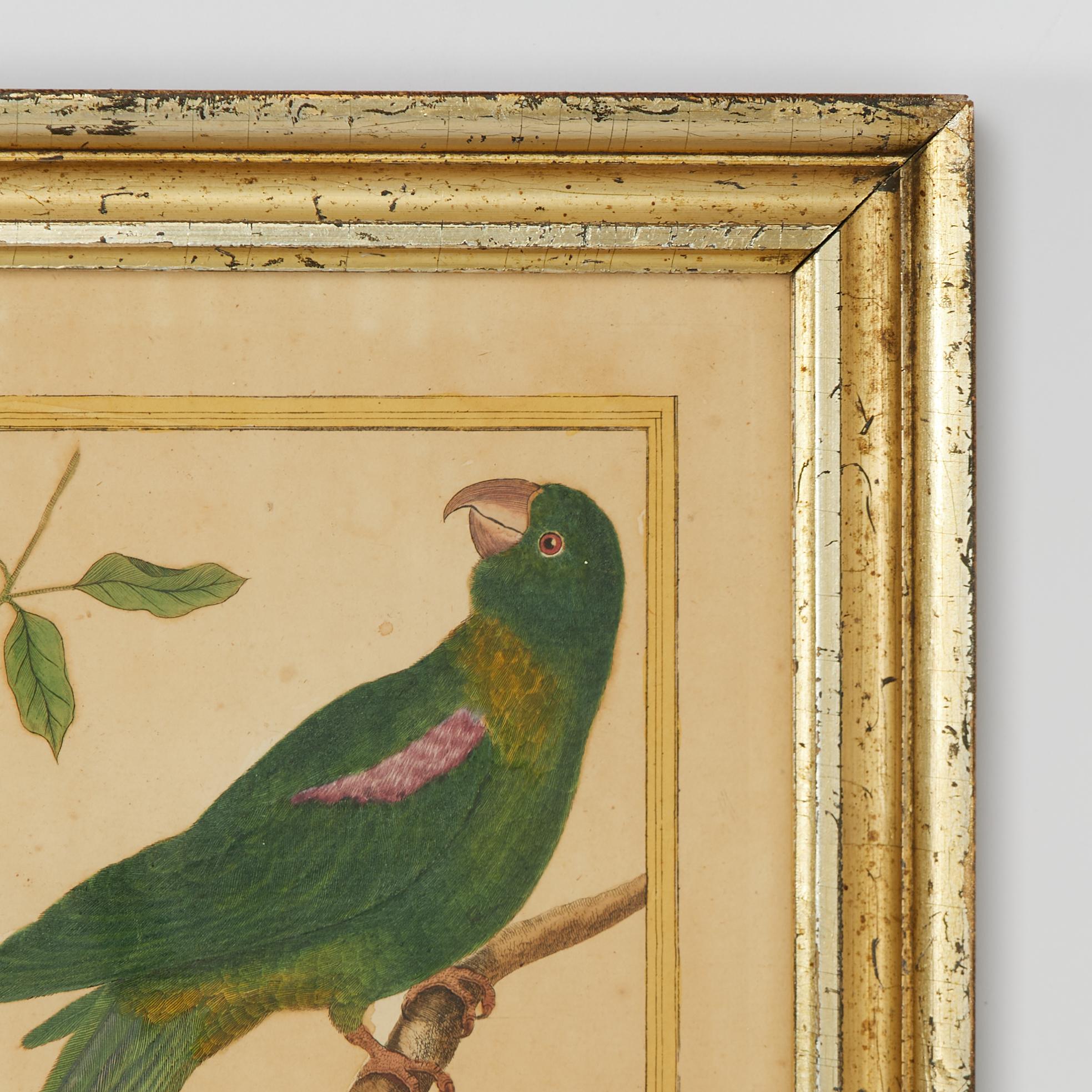 Pair of Antique Framed Hand Colored French Parrot Engraving In Good Condition For Sale In Palm Beach, FL
