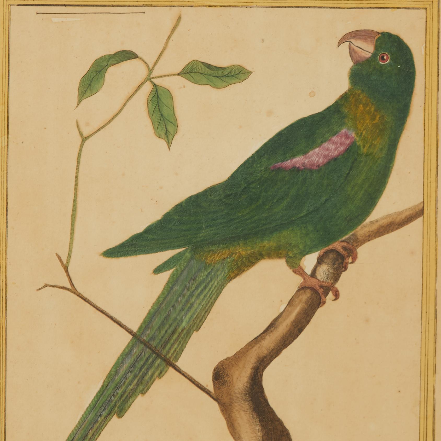 18th Century Pair of Antique Framed Hand Colored French Parrot Engraving For Sale