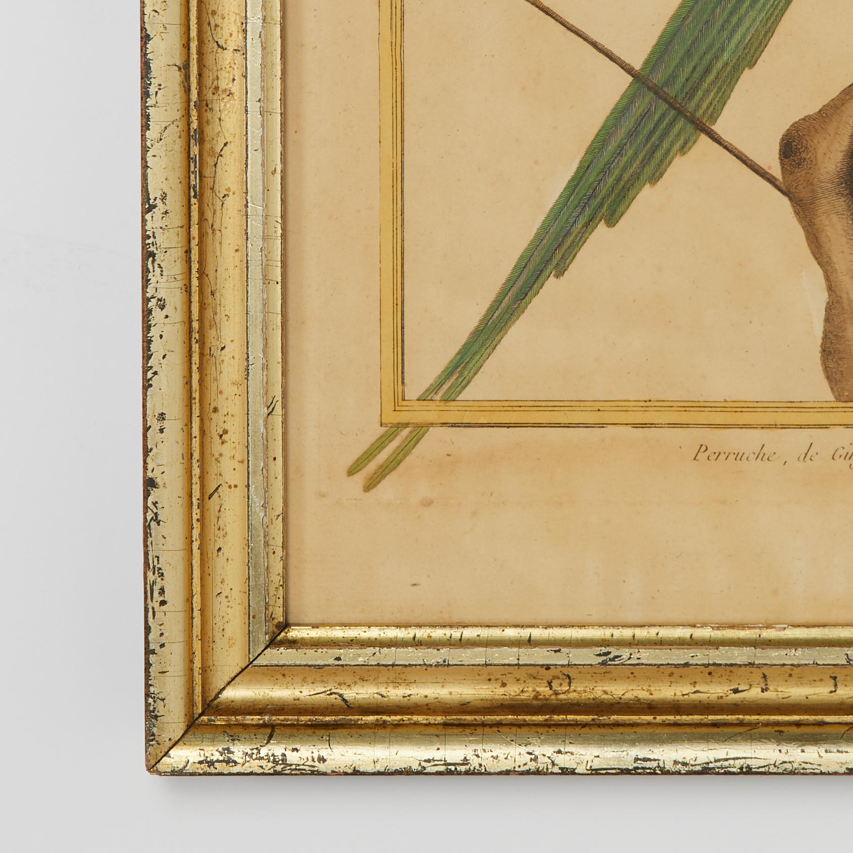 Giltwood Pair of Antique Framed Hand Colored French Parrot Engraving For Sale
